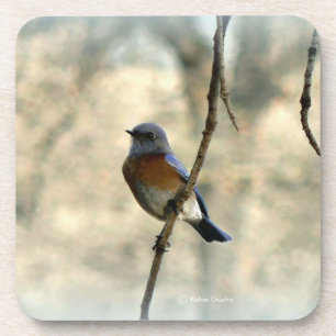 Oiseau bleu des dessous de verre de bonheur