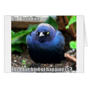 oiseau bleu du bonheur