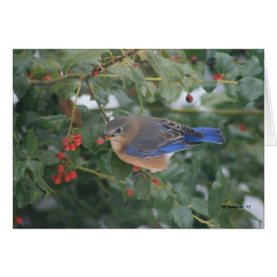 Oiseau bleu et baies