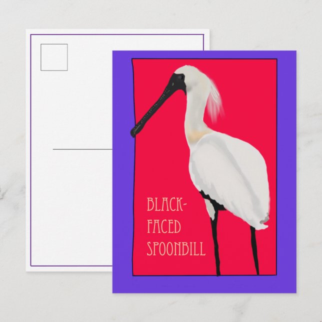 Oiseau -- Carte postale de la Spatule à face noire (Devant / Derrière)