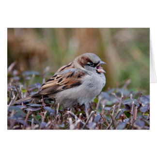 Oiseau chanteur
