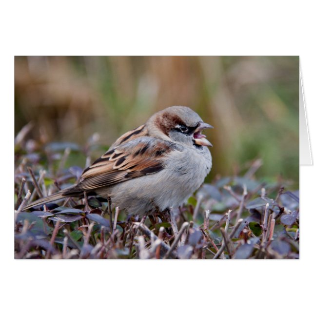 Oiseau chanteur (Devant Horizontal)