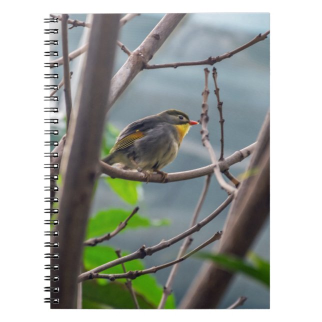 Oiseau dans un carnet d'arbre (Devant)