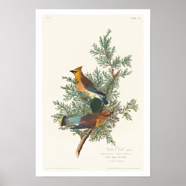 Oiseau de cèdre par Audubon Poster (Devant)