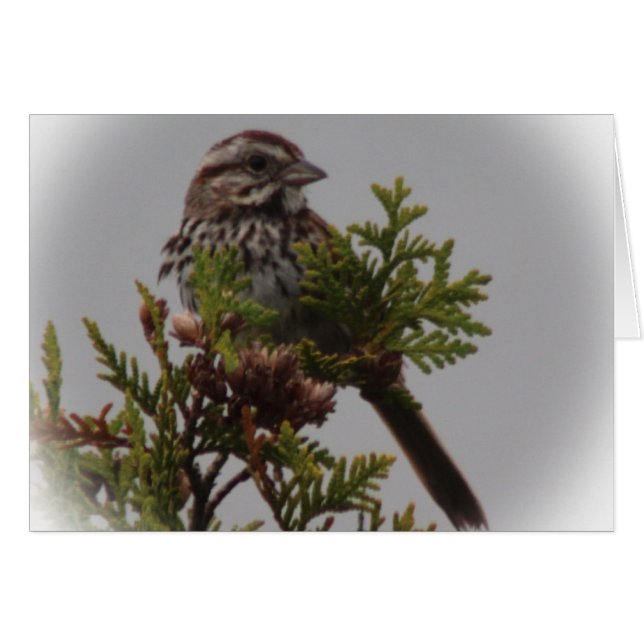 Oiseau de chanson (Devant horizontal)