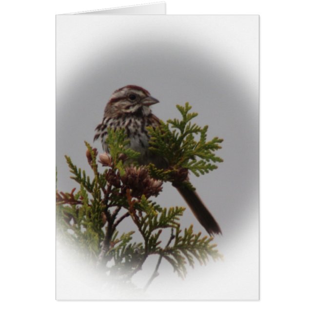 Oiseau de chanson (Devant)