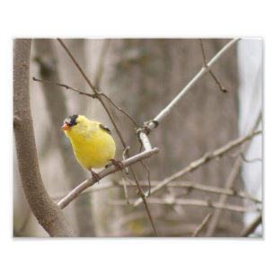 Oiseau de finche jaune dans l'arbre Photographie I