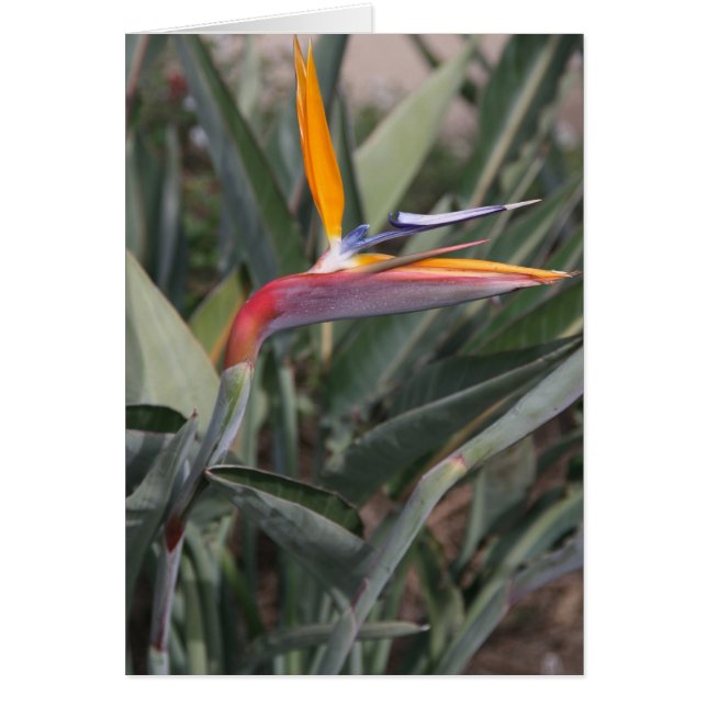 Oiseau de fleur de paradis (Devant)