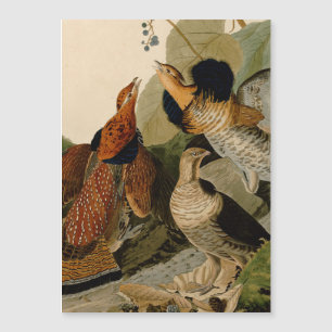 Oiseau de gibier Audubon