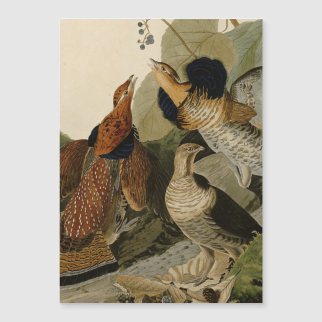 Oiseau de gibier Audubon (Devant)