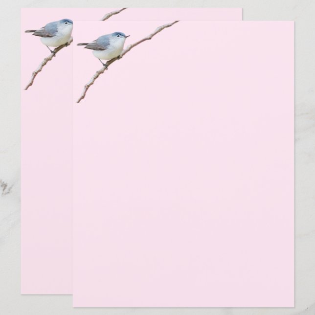 Oiseau de Gnatcatcher bleu-gris sur papier à lettr (Devant / Derrière)