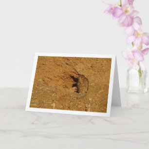 Oiseau de Kestrel, carte Falco Tinnunculus