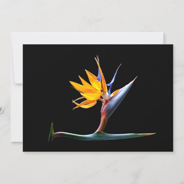 Oiseau de la Fleur du Paradis (Devant)