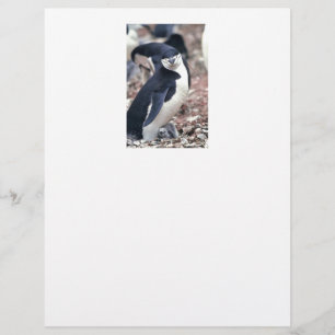 Oiseau de pingouin mignon animal noir eau blanche
