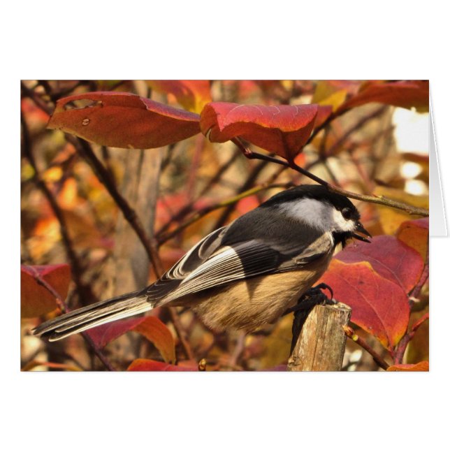 Oiseau de poulet aux feuilles d'automne rouge rose (Devant horizontal)
