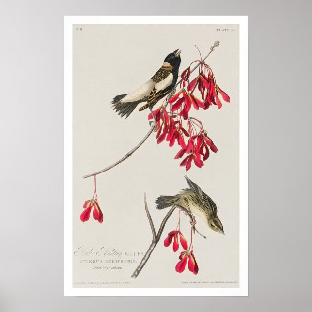 Oiseau de riz par Audubon Poster (Devant)