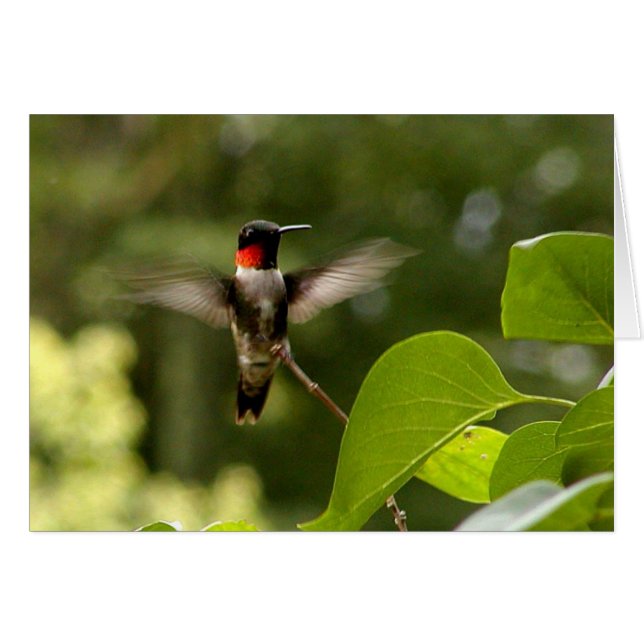 Oiseau de ronflement (Devant horizontal)