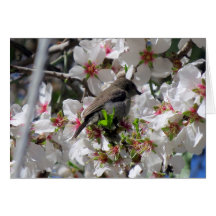 Oiseau de soleil de sexe féminin