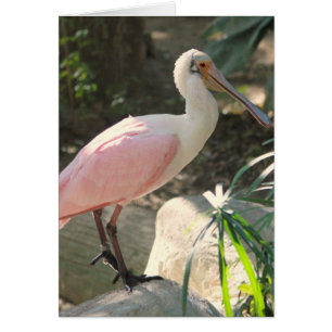 Oiseau de spatule