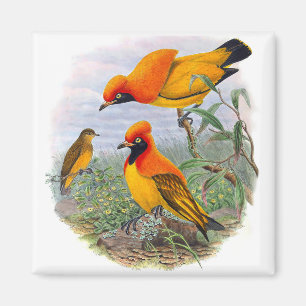 Oiseau Doré vintage Du Paradis - Aimant