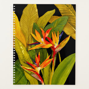 Oiseau du Paradis