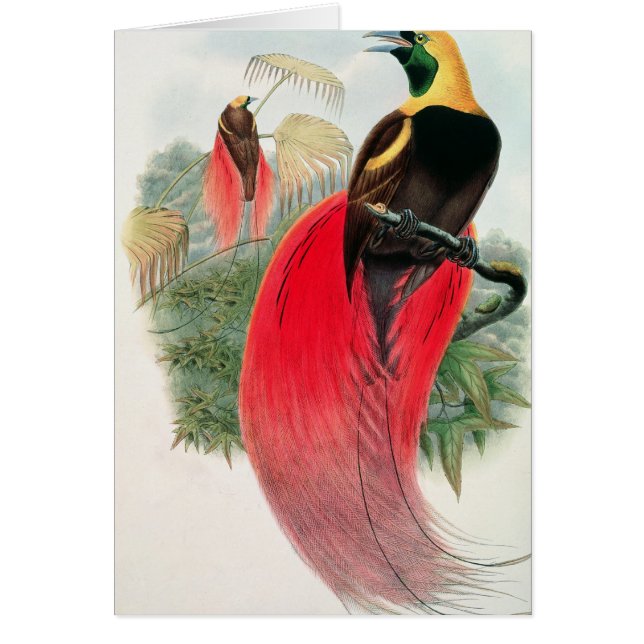Oiseau du paradis, gravé par T. Walter (Devant)