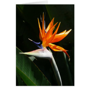 Oiseau du Paradis Orange Fleur tropicale