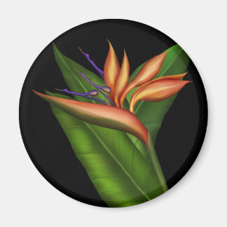 Oiseau Du Paradis Plein Magnet