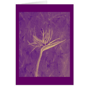 Oiseau du paradis pourpre