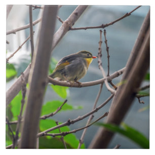 Oiseau en carreaux céramiques vue sur l'arbre