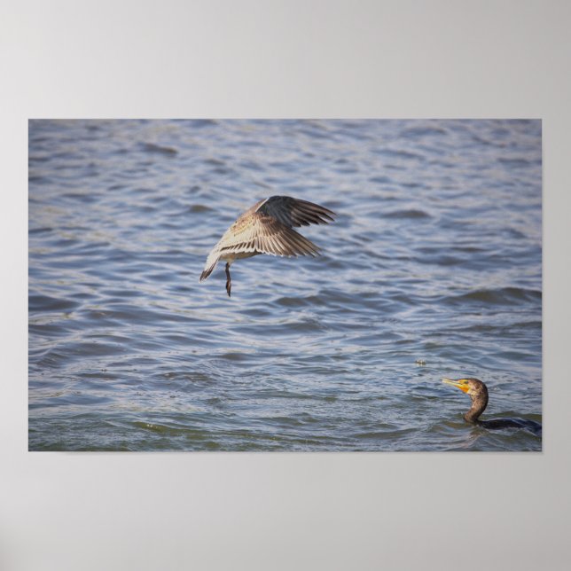 Oiseau en vol et affiche de Cormorant à double crê (Devant)