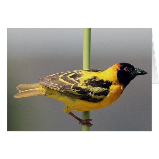 Oiseau jaune (Devant horizontal)