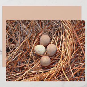 Oiseau nid OEufs Brown Vieux Vintage Antique Retro