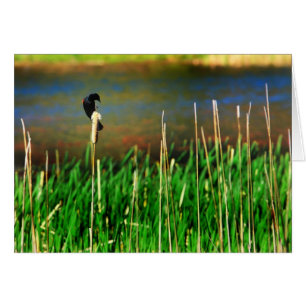 Oiseau noir à ailes rouges
