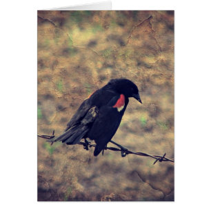 Oiseau-noir à ailes rouges Toutes les occasions