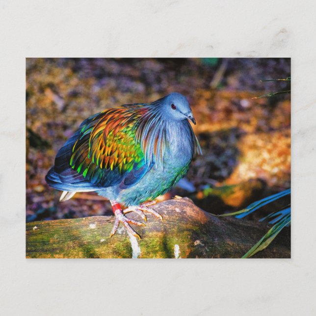 Oiseau psychédélique de Audubon Zoo Carte Postale (Devant)