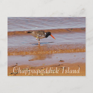Oiseau rare sur l'île Chappaquiddick Carte postale