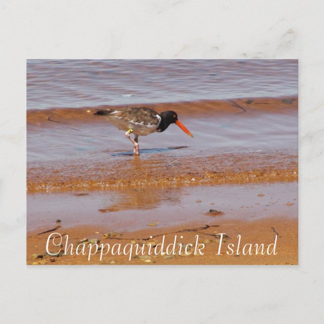 Oiseau rare sur l'île Chappaquiddick Carte postale (Devant)