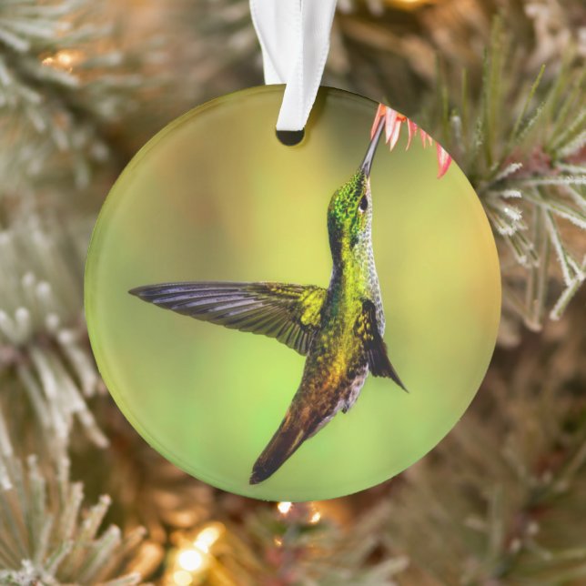 Oiseau rose de colibri (Arbre)