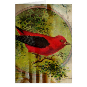 Oiseau rouge vintage Toutes les occasions