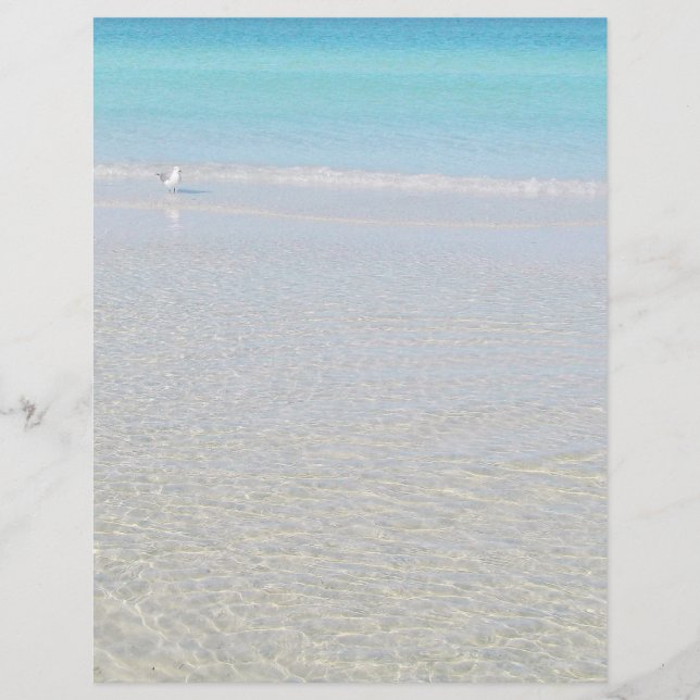 Oiseau sur la plage à l'arrêt (Devant)