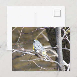 Oiseau sur une carte postale de succursale