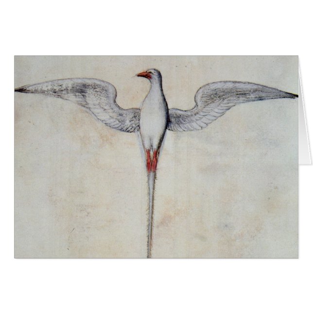 Oiseau tropical (Devant horizontal)