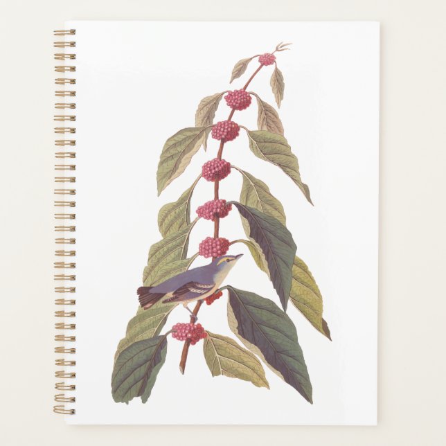 Oiseau Vintage de Paruline verte bleue d'Audubon (Devant)