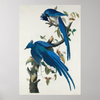 Oiseau vintage Poster Wall Art - Columbia Jay Bird