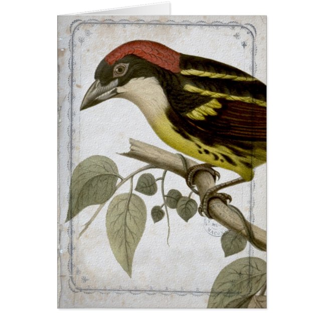Oiseau vintage sur une branche (Devant)