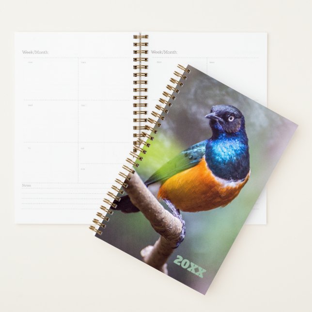 Oiseau Watcher Blue Orange Green Starling sur un m (Devant avec enveloppe)