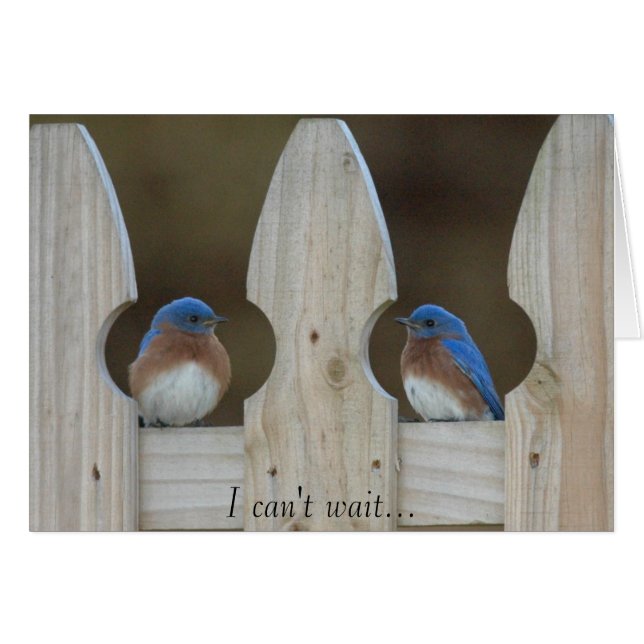 Oiseaux bleus (Devant horizontal)