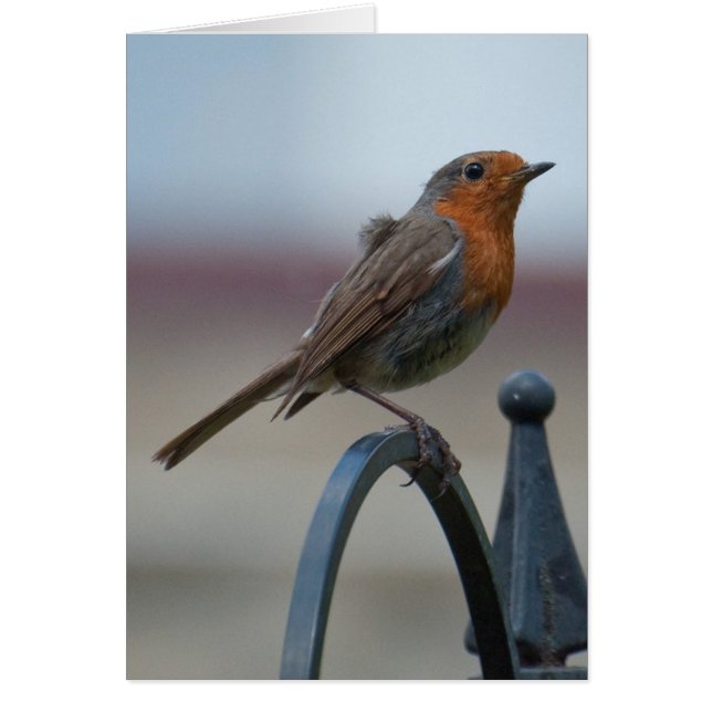 Oiseaux chanteurs britanniques : Jeune Robin (Devant)
