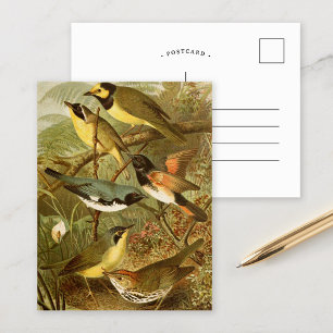 Oiseaux d'Amérique du Nord   Carte postale de Gust